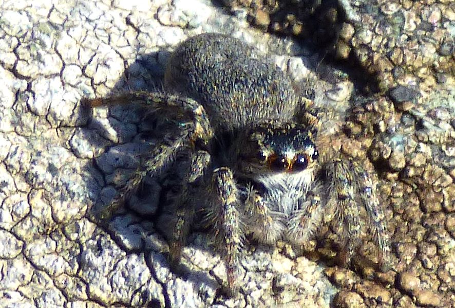 Philaeus chrysops, femmina - Voltaggio (AL)